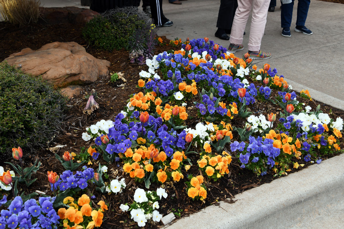004 Springtime flowers outside of Toby Keith's restaurant.JPG